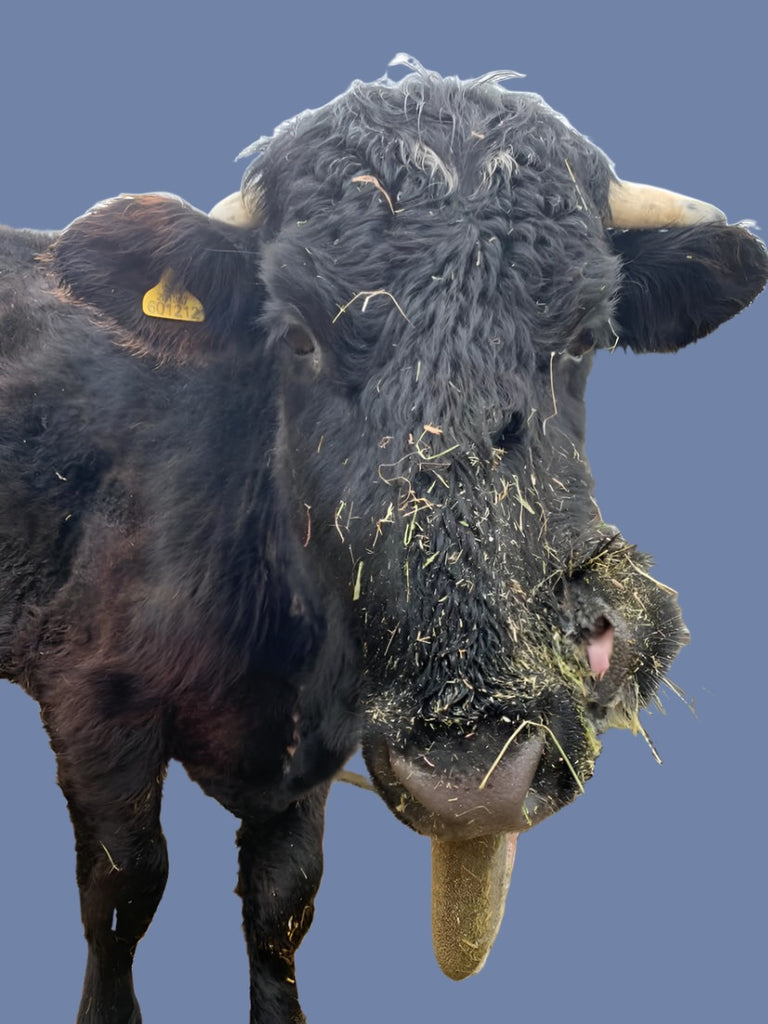 Sponsor Freddie The Bull For Brinsley Animal Rescue - Brinsley Animal Rescue Shop